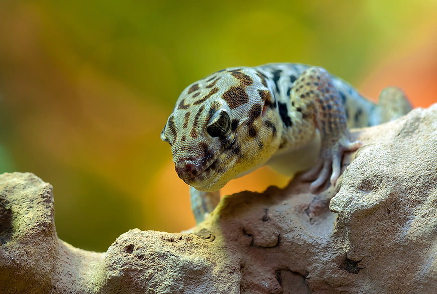 Close-up of Leopard Gecko on Rock
