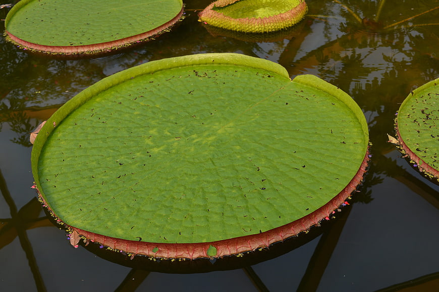 Giant Victoria Amazonica Water Lily Pad Floating on Pond