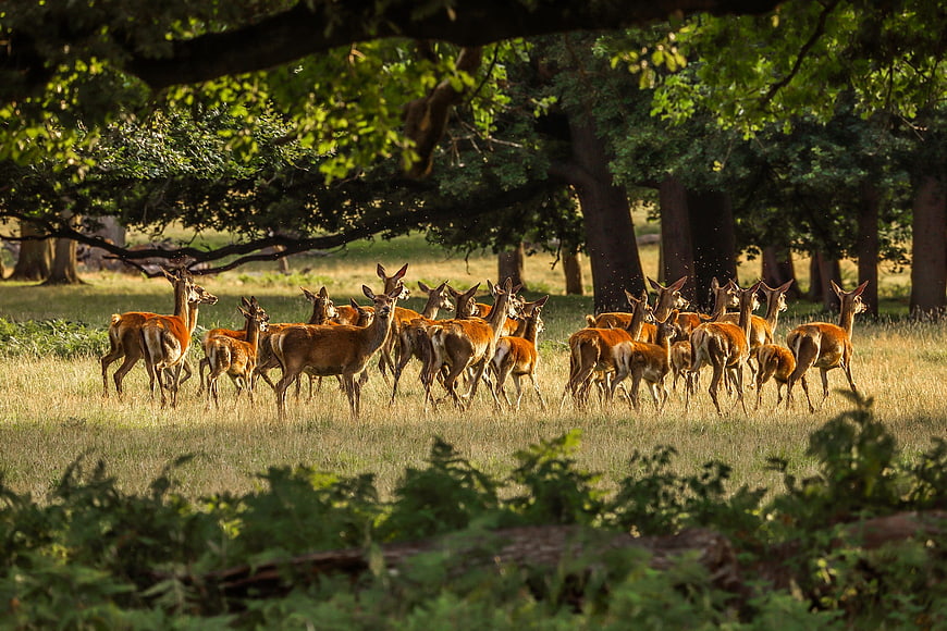 Herd of Red Deer Running Through Sunlit Forest Meadow