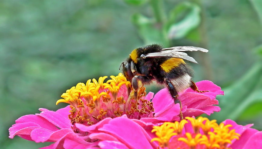 Bumblebee Pollinating Pink Zinnia Flower Closeup