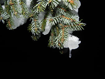 Snow-covered fir branch with icicle on black background