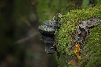 Close-up of bracket fungus on mossy tree trunk in forest