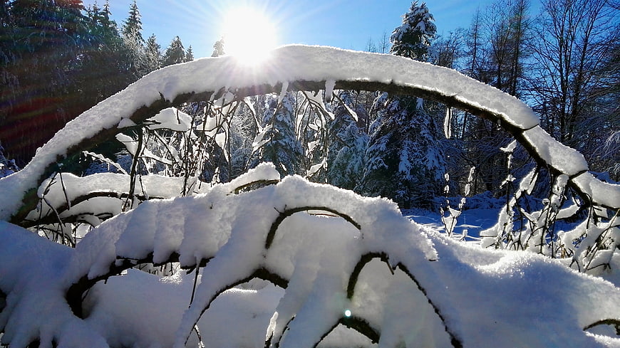 Snow-covered branches in a winter forest with bright sun