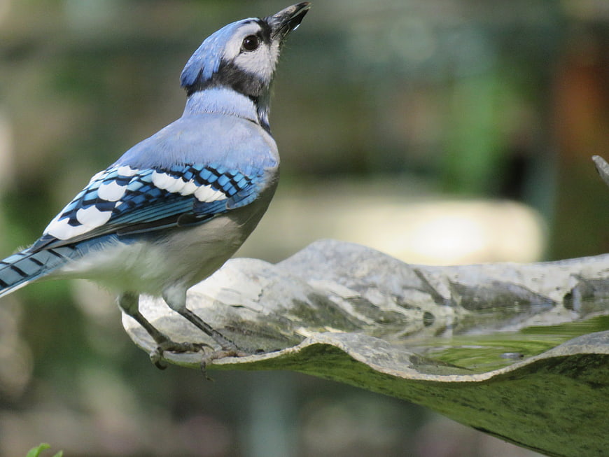 Blue Jay perched on stone birdbath edge