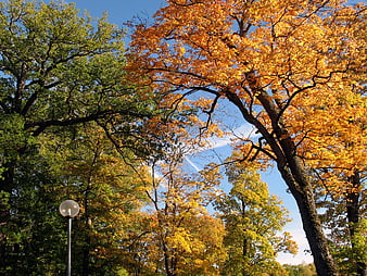 Vibrant Autumn Trees with Yellow Leaves Against Blue Sky