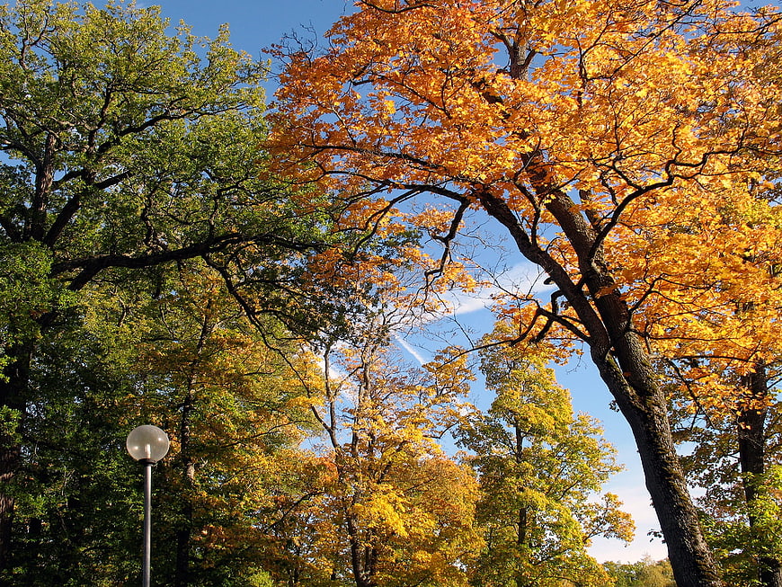 Vibrant Autumn Trees with Yellow Leaves Against Blue Sky