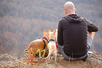 Bald man and two dogs sitting on a rocky cliff edge