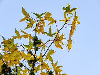 Yellow Sweetgum Leaves and Spiky Seed Pods Against Blue Sky