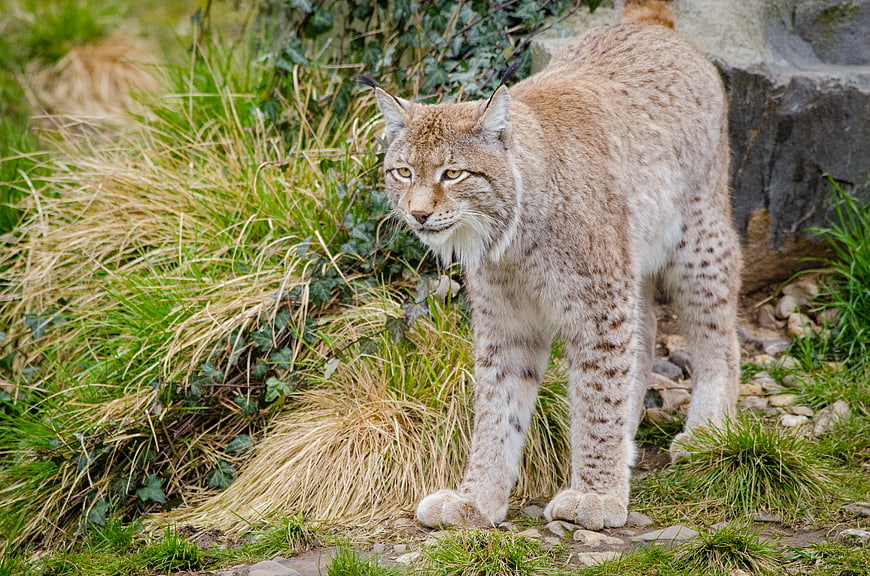 European Lynx Walking in Natural Habitat