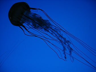 Silhouette of a jellyfish swimming in deep blue water