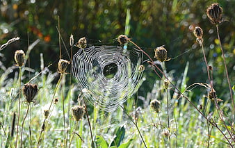 Dew-covered spiderweb in morning light among dried flowers