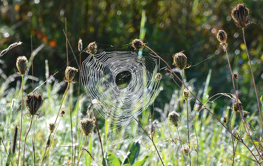 Dew-covered spiderweb in morning light among dried flowers