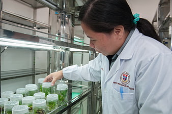 Female scientist inspecting plant tissue culture jars in a laboratory