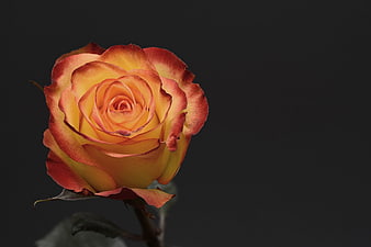 Vibrant Orange and Yellow Rose on Dark Background