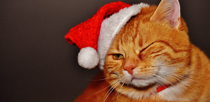 Orange Tabby Cat Wearing Red Santa Hat Against Dark Background