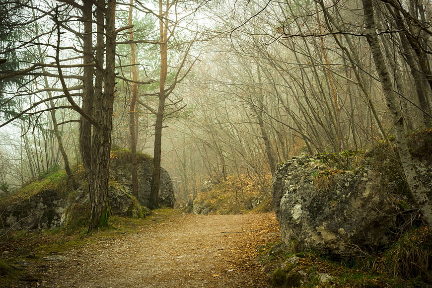 Misty Forest Path with Large Rocks and Autumn Leaves
