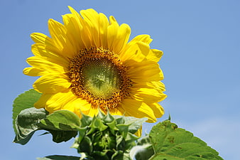 Vibrant Yellow Sunflower Blooming Against Clear Blue Sky