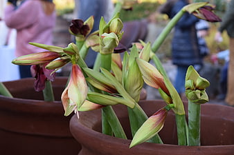 Close-up of Amaryllis Flower Buds in Terracotta Pot