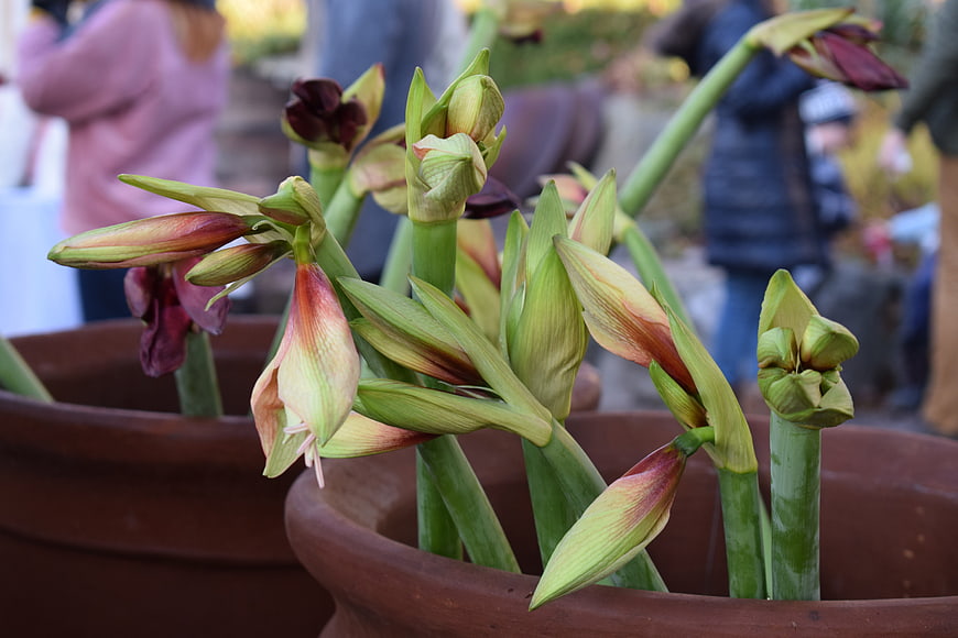 Close-up of Amaryllis Flower Buds in Terracotta Pot