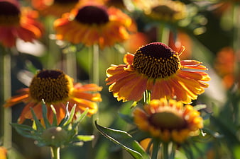 Close-up of vibrant orange and yellow gaillardia flowers in sunlight