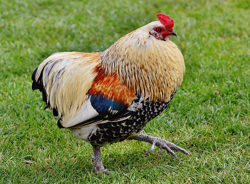 Colorful Rooster Walking on Green Grass