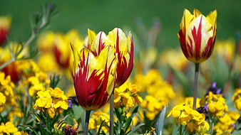 Vibrant Red and Yellow Tulips in a Spring Garden