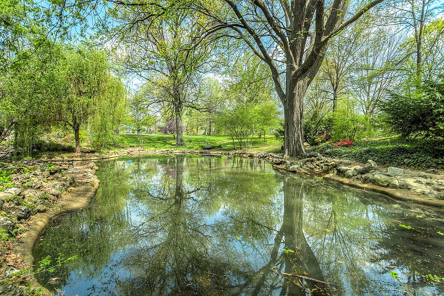 Serene Park Pond with Tree Reflections in Spring