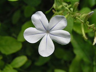 Close-up of white plumbago flower with green background