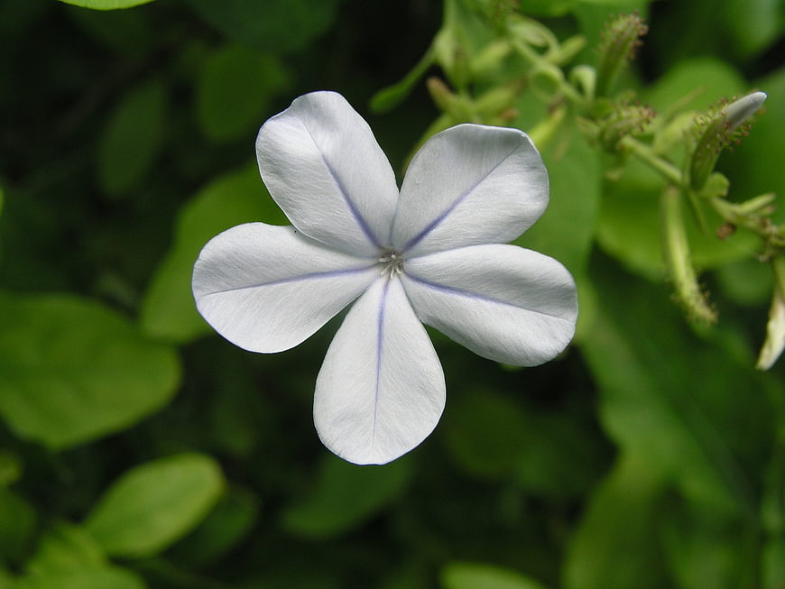 Close-up of white plumbago flower with green background