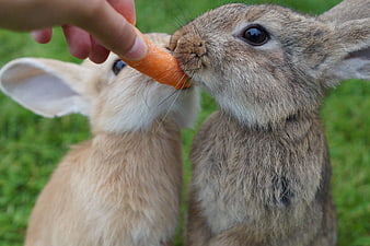 Two Rabbits Eating Carrot From Hand On Green Grass