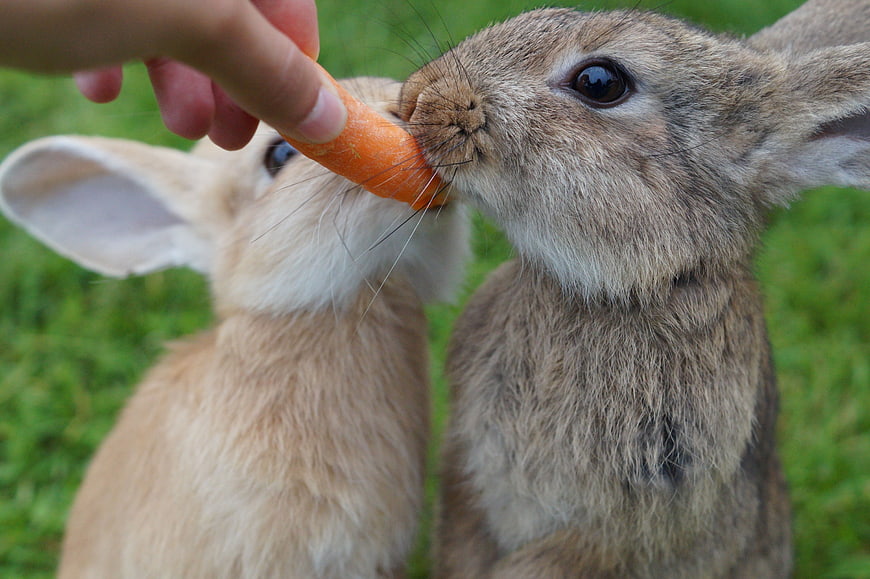 Two Rabbits Eating Carrot From Hand On Green Grass