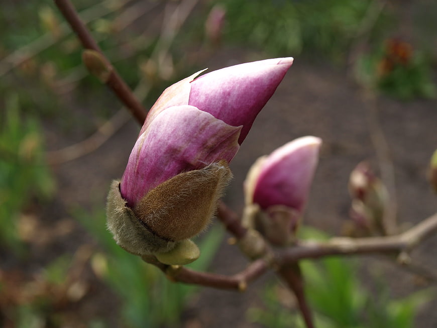 Close-up of purple magnolia flower bud on branch