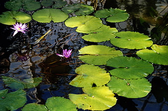 Purple Water Lilies Floating on Green Lily Pads in a Pond