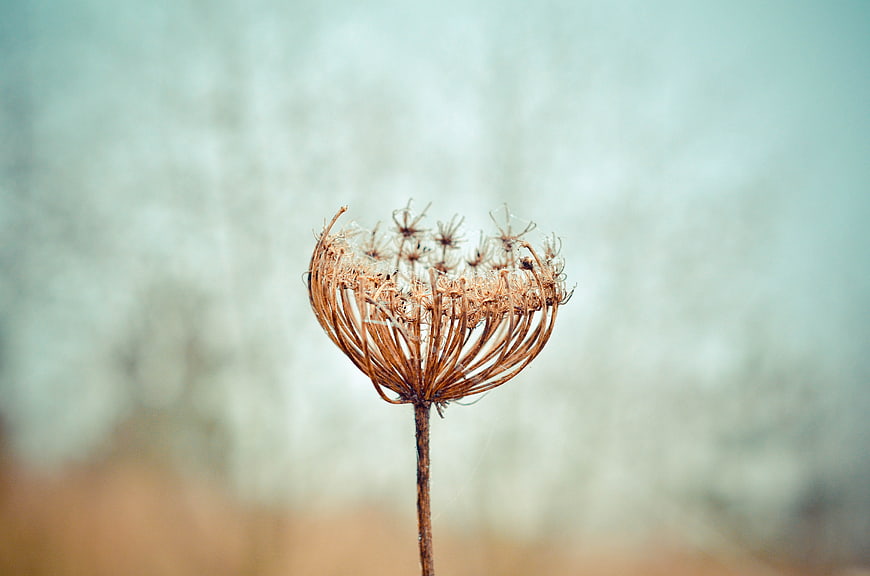 Dried Queen Anne's Lace Seed Head Against Blurred Background