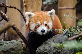 Cute Red Panda Peeking Over Mossy Rock in Forest