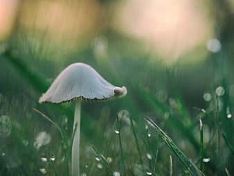 Small white mushroom in dewy grass with bokeh background