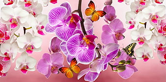 Pink and White Orchids with Butterflies on Gradient Background