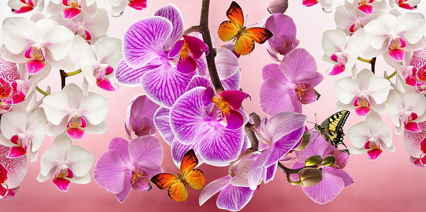 Pink and White Orchids with Butterflies on Gradient Background