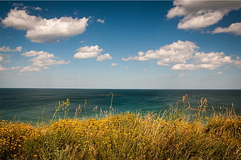 Yellow wildflowers on a cliff overlooking the blue ocean and sky