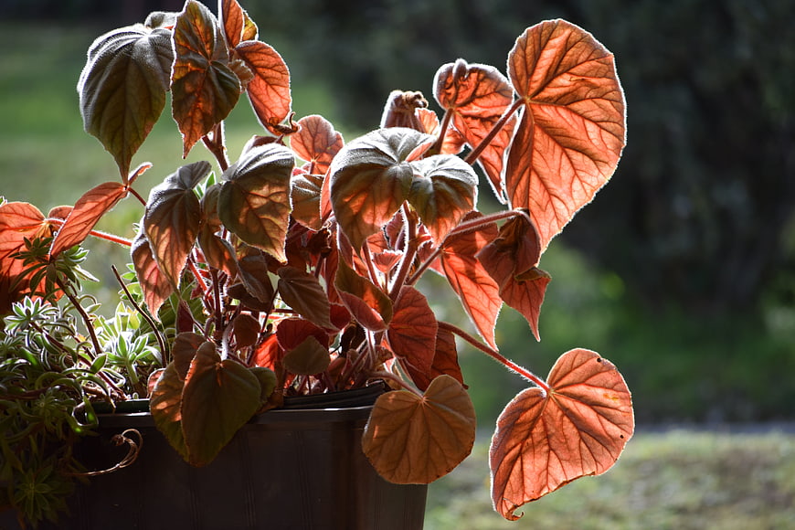 Sunlit Red Begonia Leaves in Garden Pot