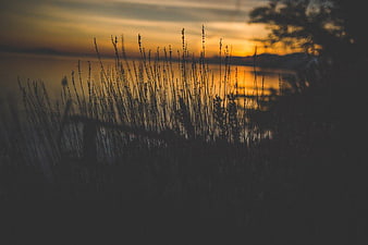 Silhouette of Tall Grass Against Golden Sunset Over Water