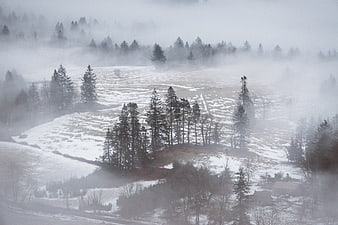 Misty winter landscape with snow-covered hills and pine trees