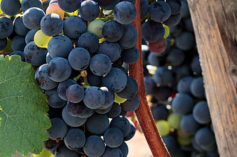 Close-up of ripe dark purple grapes on a vine with green leaf
