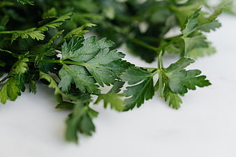 Fresh Parsley Leaves on White Background
