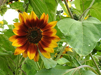 Vibrant Red and Yellow Sunflower in Green Garden