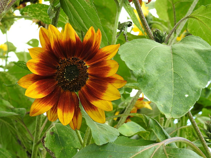 Vibrant Red and Yellow Sunflower in Green Garden