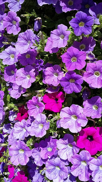 Vibrant Purple and Pink Petunia Flowers in Sunlight