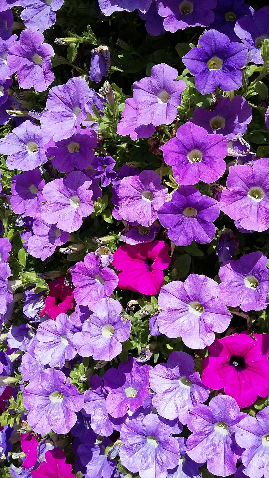 Vibrant Purple and Pink Petunia Flowers in Sunlight