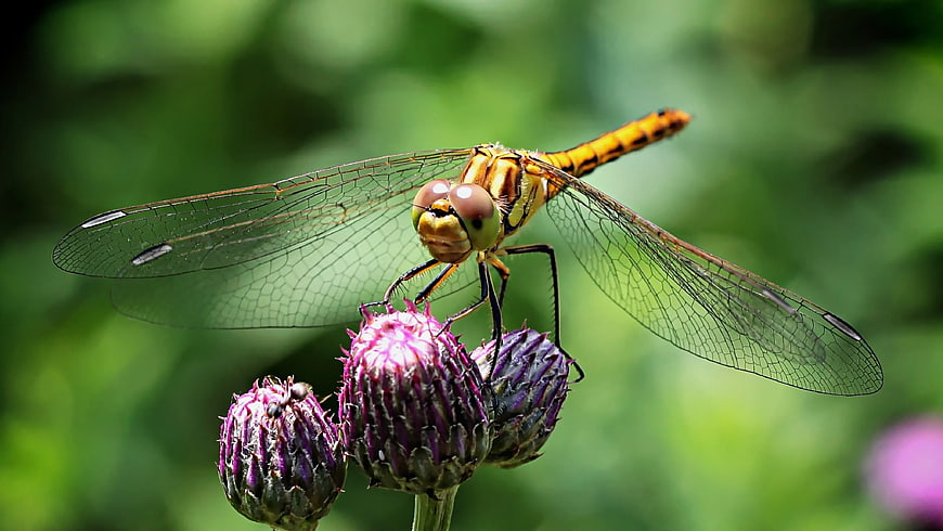 Yellow Dragonfly Perched on Purple Thistle Flower