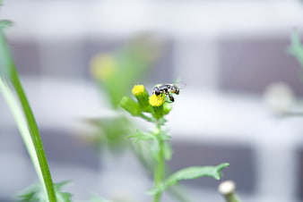 Close-up of a hoverfly on a yellow flower bud